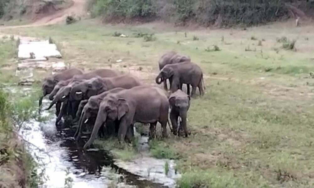 कांकेर पहुंचा 22 हाथियों का दल, दहशत में लोग
