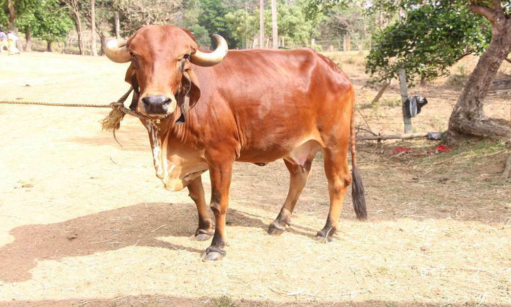 लाटसाब की गाय की देखभाल के लिए 7 डॉक्टरों की टीम तैनात, लिखित आदेश जारी