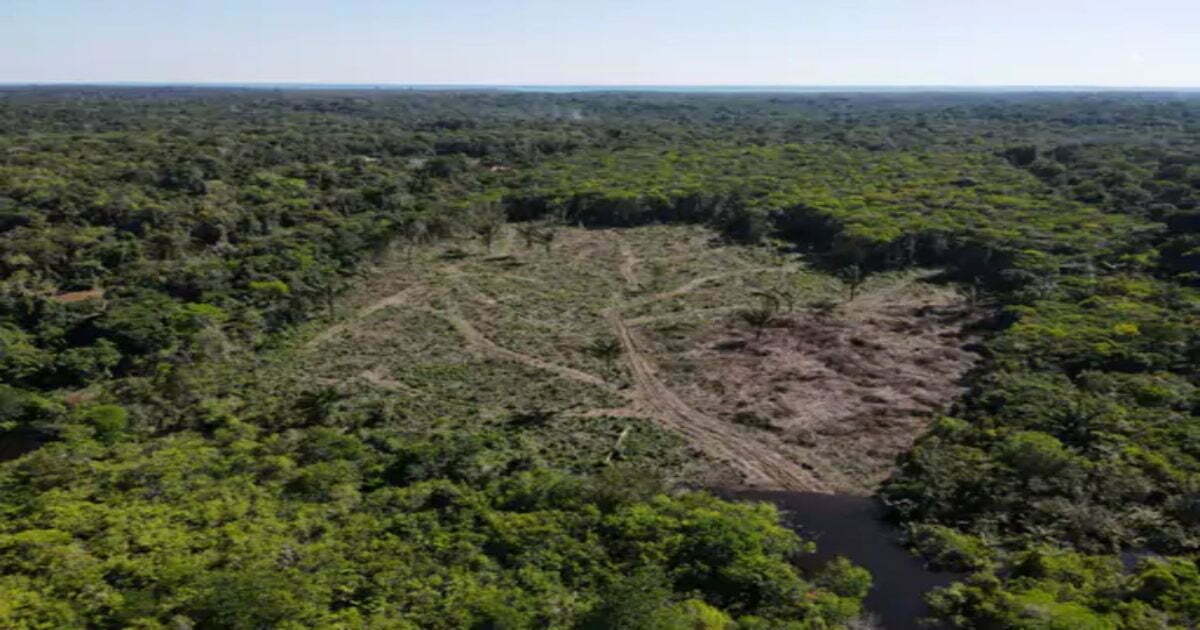अमेजन जंगल की बेतहाशा कटाई : ब्राजील ने 6 माह में ही न्यूयॉर्क से 6 गुना बड़ा इलाका काट डाला