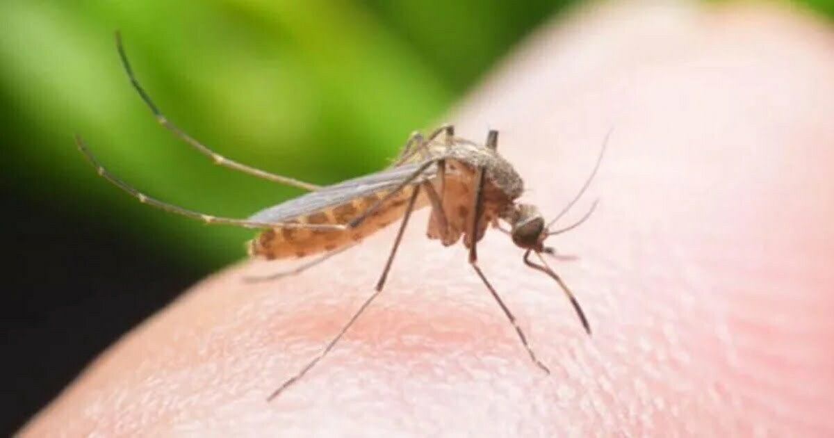मच्छरों को हेल्दी रखने देश में बनाया गया स्पेशल डाइट, चौंकिए मत ये है वजह