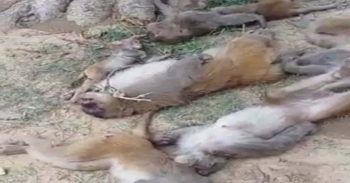 फिर इंसानियत शर्मसार: 7 बंदरों की दर्दनाक हत्या, गांव के बाहर शव मिलने से फैली सनसनी