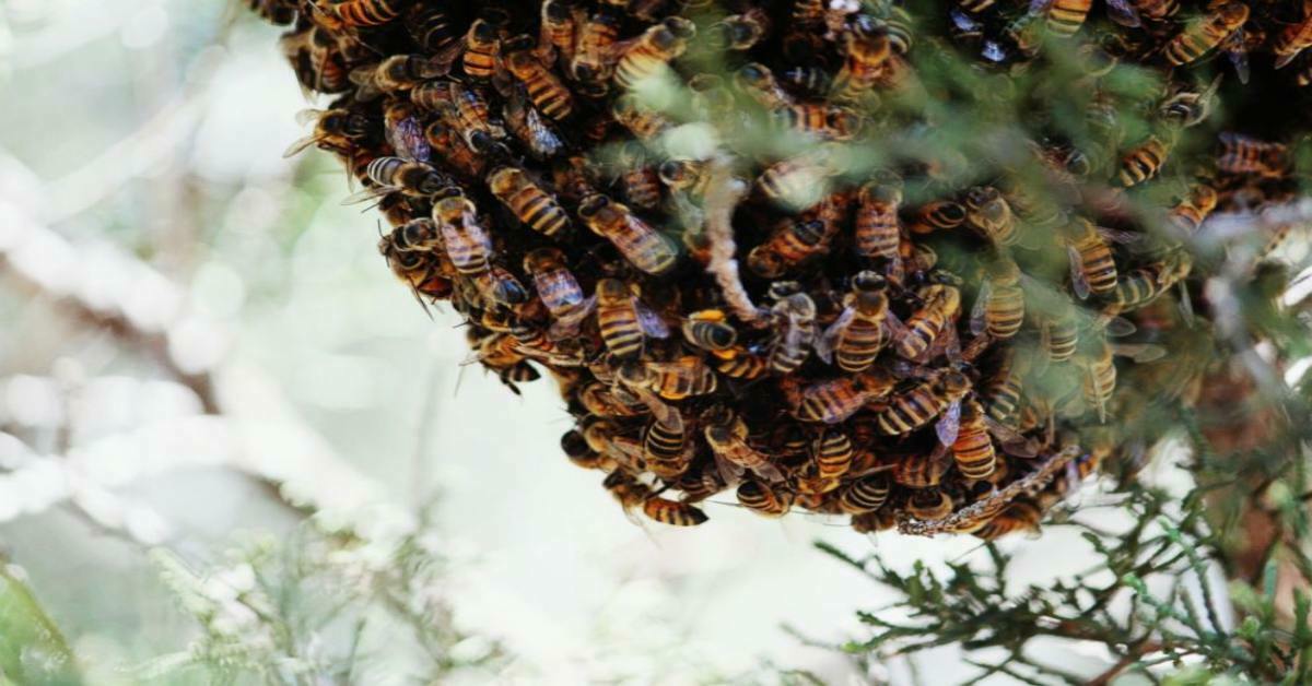 मधुमक्खियों  ने बुजुर्ग महिला पर किया हमला, तड़प-तड़प कर तोड़ा दम