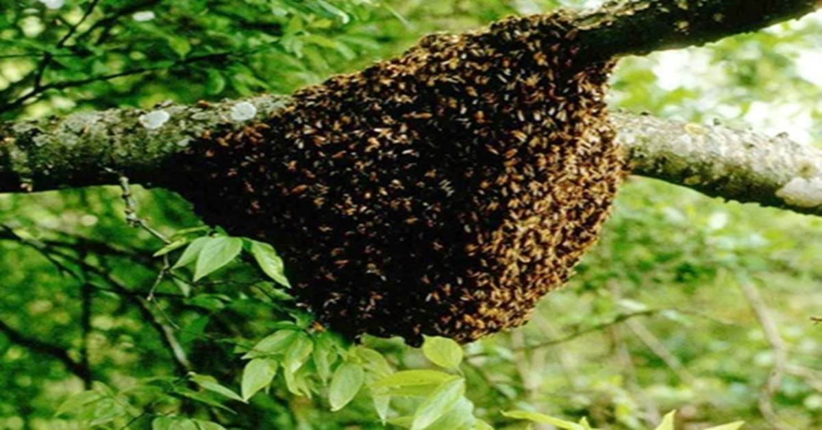 शव लेकर श्मशान पहुंचे लोगों ने किया कुछ ऐसा काम कि मधुमक्खियों ने बोला हमला, 30 घायल