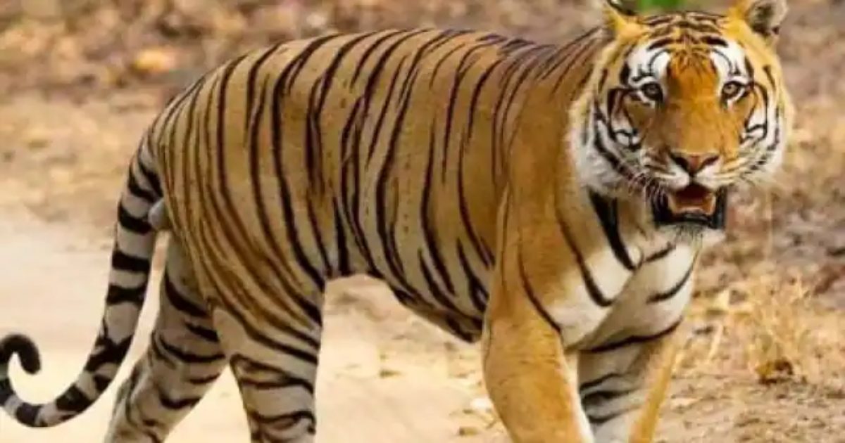 Tiger: CG में बाघ ने 3 युवकों के ऊपर किया हमला, 2 की मौत, 1 घायल
