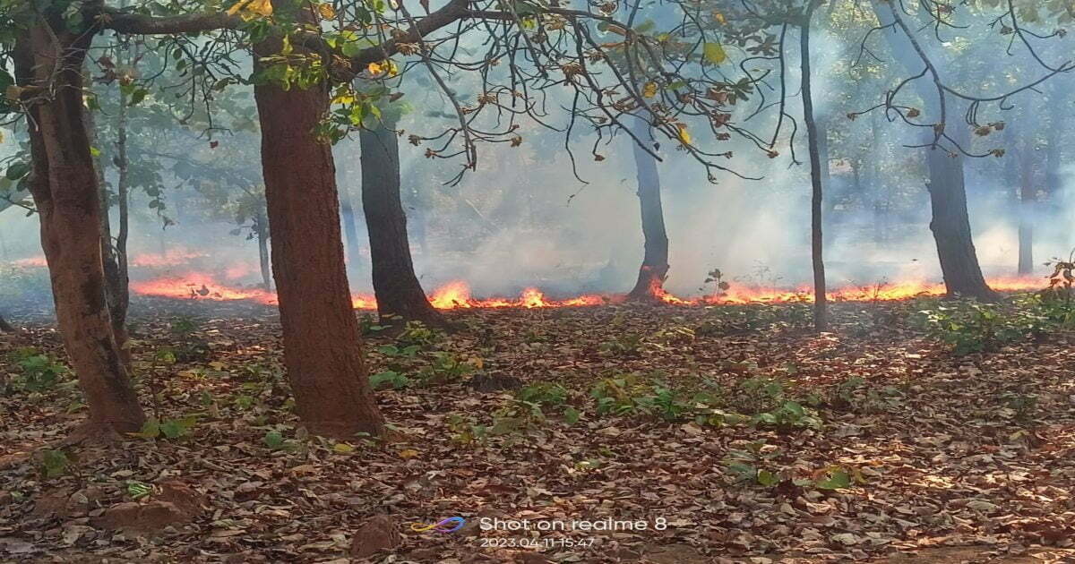 Video: छत्तीसगढ़ के जंगलों में लगी आग, नेशनल पार्क भी आया चपेट में