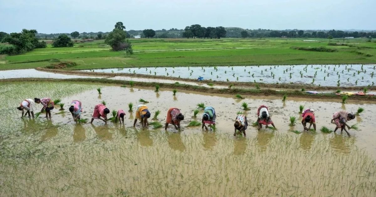 राज्य में इस साल खरीफ फसलों के रकबे में होगी एक लाख हेक्टेयर की वृद्धि