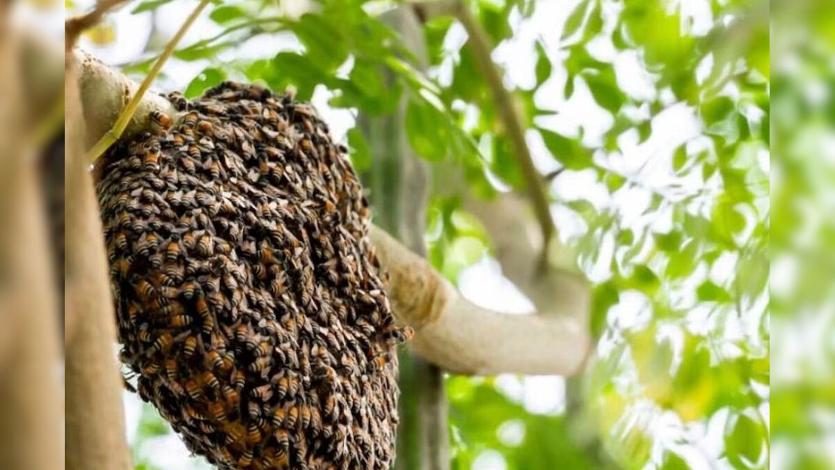 मौत बनकर टूटी मधुमक्खियां, पीपल के पेड़ के नीचे बैठे 12 से ज्यादा लोग घायल