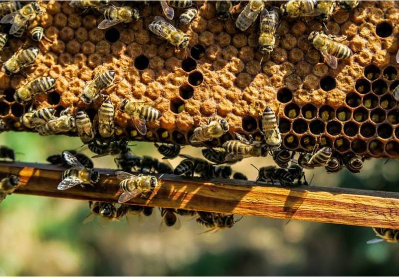 मधुमक्खियों का आतंक! आग की लपटों से भड़की मधुमक्खियों ने किया ग्रामीणों पर हमला, 26 ग्रामीण गंभीर रूप से घायल