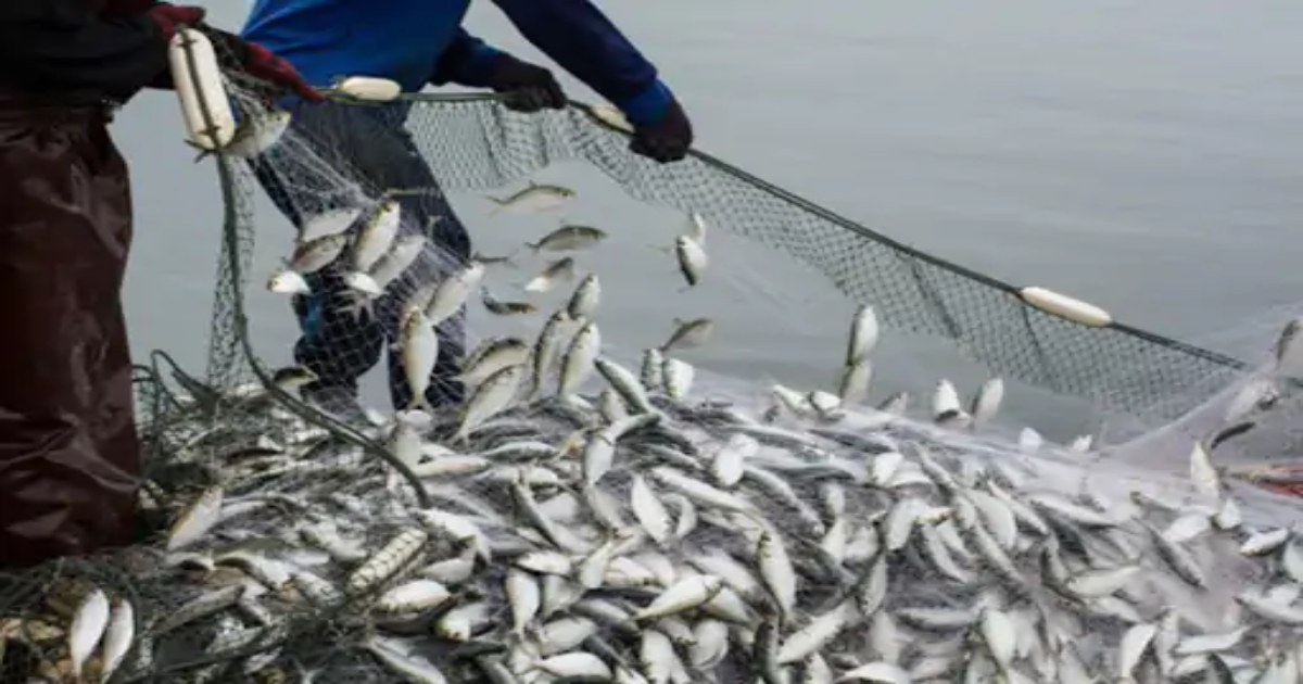 सरकार ने मछली पकड़ने पर लगाया प्रतिबंध, पकड़ी तो जुर्माने के साथ 1 साल की जेल