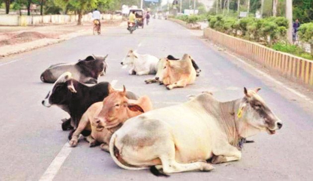 सड़कों पर बिखरे गौवंशों के शव, हाईवा ने 15 मवेशियों को रौंदा, ग्रामीणों में आक्रोश