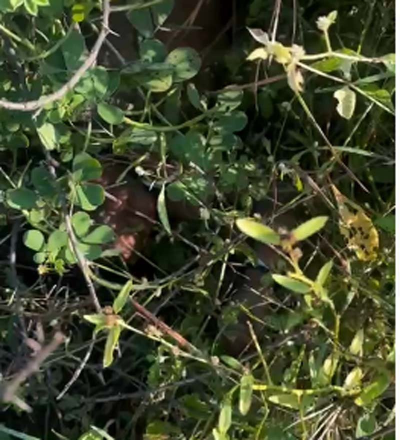 3 साल के बच्चे की गला घोंटकर हत्या, झाड़ियों में मिली लाश..नाबालिग आरोपी को पुलिस ने हिरासत में लिया