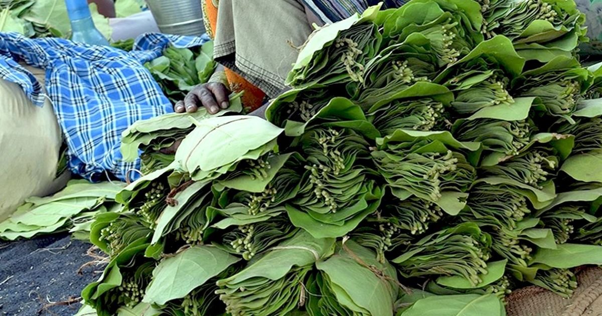 तेंदूपत्ता बोनस घोटाला केस में सरकार ने 11 समितियों पर की कार्रवाई