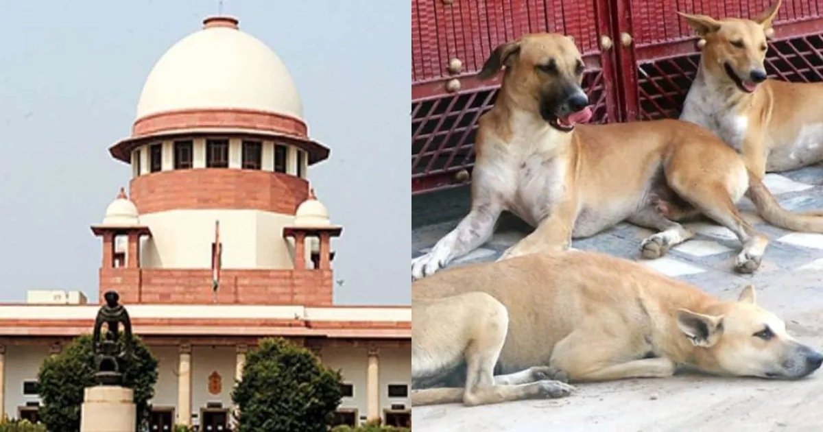 आवारा कुत्तों पर सुप्रीम कोर्ट का बड़ा फैसला: नसबंदी के बाद छोड़े जाएंगे कुत्ते, बीमार और आक्रामक कुत्तों को ही शेल्टर में रखा जाएगा