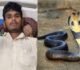 कोबरा के डसने पर युवक ने लिया बदला, दांतों से चबा डाला फन, सांप ने तोड़ा दम