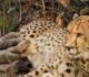 कूनो नेशनल पार्क में गूंजी किलकारी, ‘मुखी’ ने 5 शावकों को दिया जन्म; बढ़ा चीतों का कुनबा
