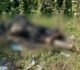 CG News : झाड़ियों में मिली युवक की अधजली लाश, बेरहमी से हत्या कर जलाने की कोशिश