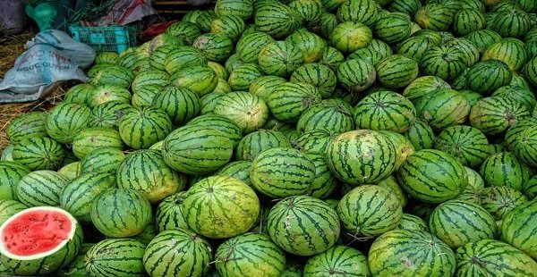 निर्यात ठप होने से तरबूज किसानों को भारी झटका, 300 करोड़ से अधिक नुकसान का अनुमान