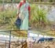 मछली पालन से बदली लक्ष्मी की जिंदगी, सढ़ौली की लक्ष्मी ठाकुर बनी आर्थिक सशक्तिकरण की मिसाल….