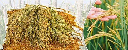 दलहन – तिलहन फसल व रकबा सत्यापन हेतु नया निर्देश, किसान पंजीयन तिथि 20 अप्रैल तक बढ़ा