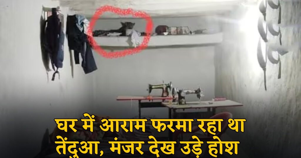 CG : घर में आराम फरमा रहा था तेंदुआ, मंजर देख उड़े होश, जान बचाकर भागे ग्रामीण