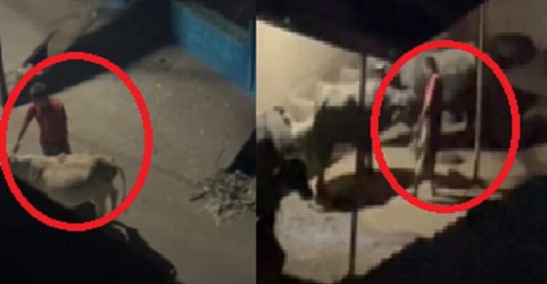 इंसानियत हुई शर्मसार, राजधानी में गाय के साथ कुकर्म, वीडियो वायरल होने के बाद बजरंगदल ने दर्ज कराई FIR