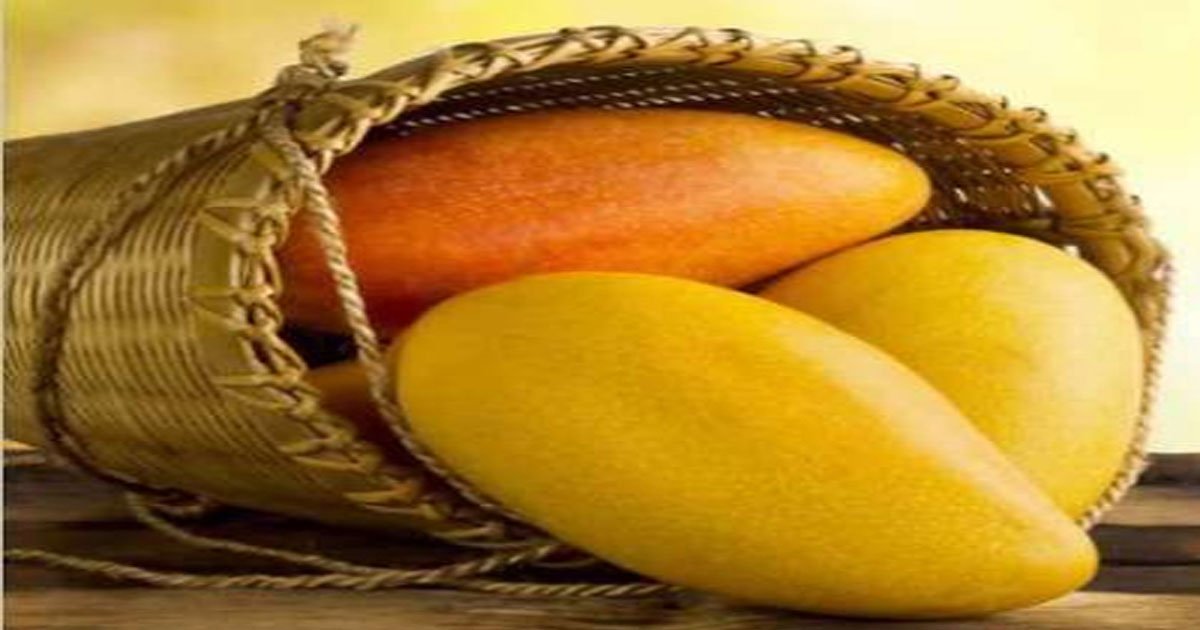 कृषि विवि में 29 से 31 मई तक होगा तीन दिवसीय राष्ट्रीय आम महोत्सव