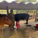 पशुपालन से बदली प्यारेलाल की जिंदगी, डेयरी व्यवसाय बना आय का मजबूत साधन