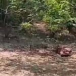 CG-खून से लथपथ मिली युवक की लाश, हत्या या फिर….इलाके में सनसनी