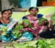 हरा सोना बना समृद्धि का आधार : तेंदूपत्ता खरीदी की बढ़ी दर ने संग्राहकों का बढ़ाया उत्साह व भरोसा, हर फड़ पर रौनक