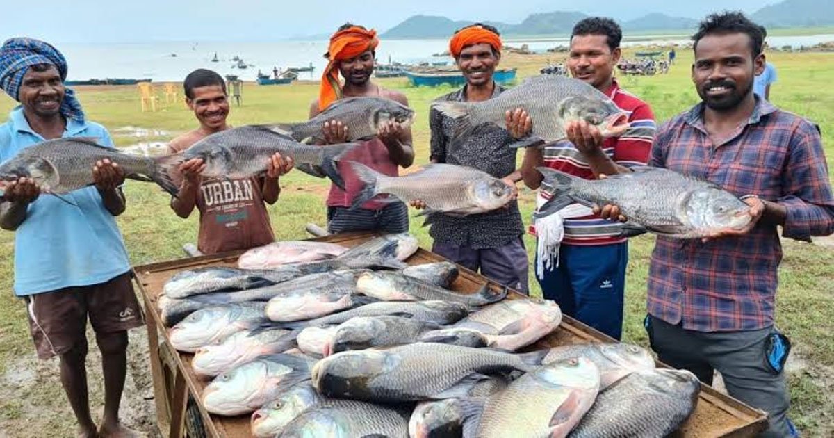 नीली क्रांति’ से समृद्धि की ओर: मछली पालन बना ग्रामीण विकास, रोजगार और आत्मनिर्भरता का नया आधार…