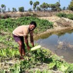 डबरी से समृद्धि : मत्स्य पालन और सब्जी उत्पादन से आत्मनिर्भर बने किसान वासम अब्बैया