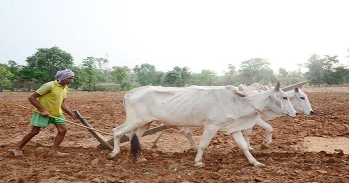 प्रदेश में मानसून के दस्तक के साथ ही खेती-किसानी में तेजी, राज्य में 6.25 लाख हेक्टेयर क्षेत्र में लक्ष्य का 13 प्रतिशत बोनी पूर्ण