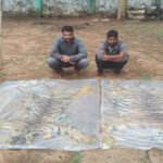 वन विभाग की बड़ी कार्रवाई, दो बाघ की खाल के साथ दो तस्कर गिरफ्तार