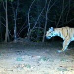 अब AI करेगा जंगल की चौकीदारी, उदंती-सीतानदी टाइगर रिजर्व में स्मार्ट सर्विलांस सिस्टम का ट्रायल शुरू