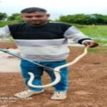 दुर्ग जिले में मिले दुर्लभ श्वेतवर्णी करैत को प्राकृतिक आवास में छोडा़ गया