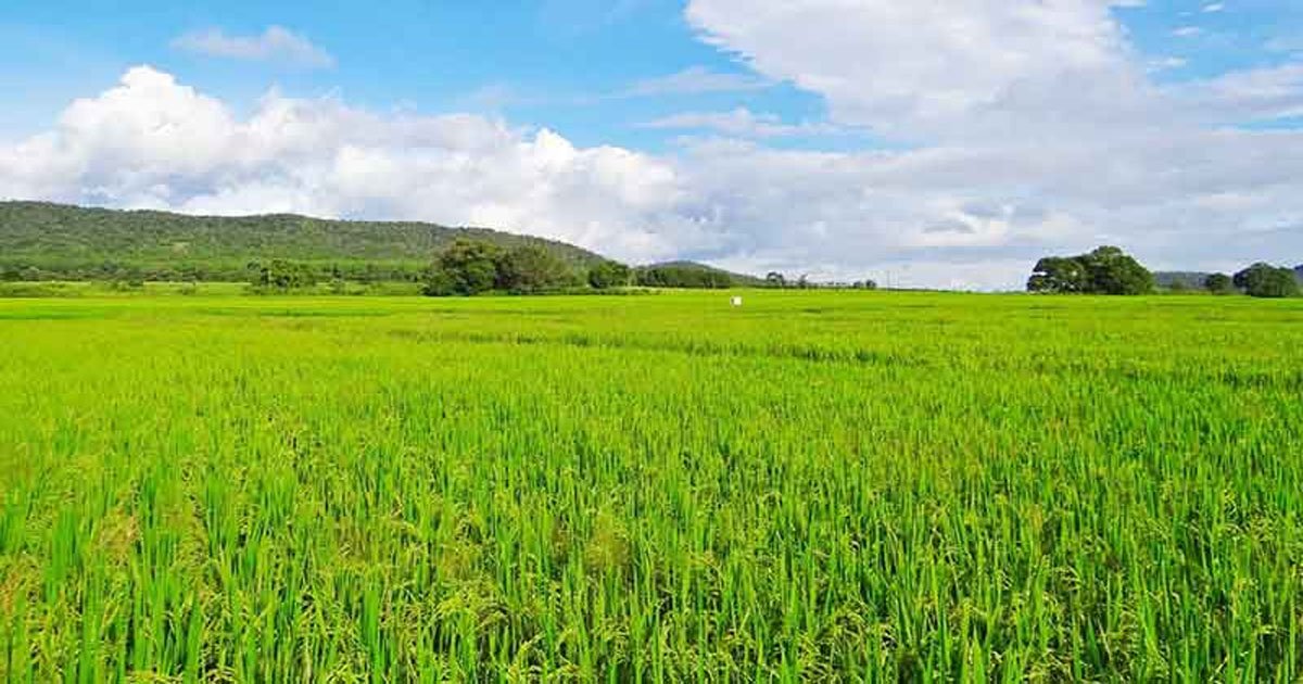 खरीफ सीजन ने पकड़ी रफ्तार, छत्तीसगढ़ में 20 लाख हेक्टेयर से अधिक रकबे में फसलों की बोनी…..