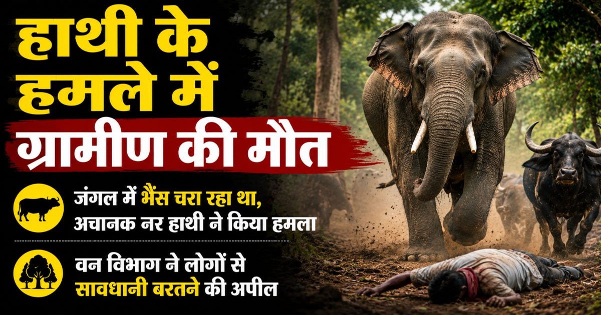 CG – हाथियों का आतंक: जंगल में भैंस चरा रहे ग्रामीण पर नर हाथी ने किया हमला, मौके पर मौत