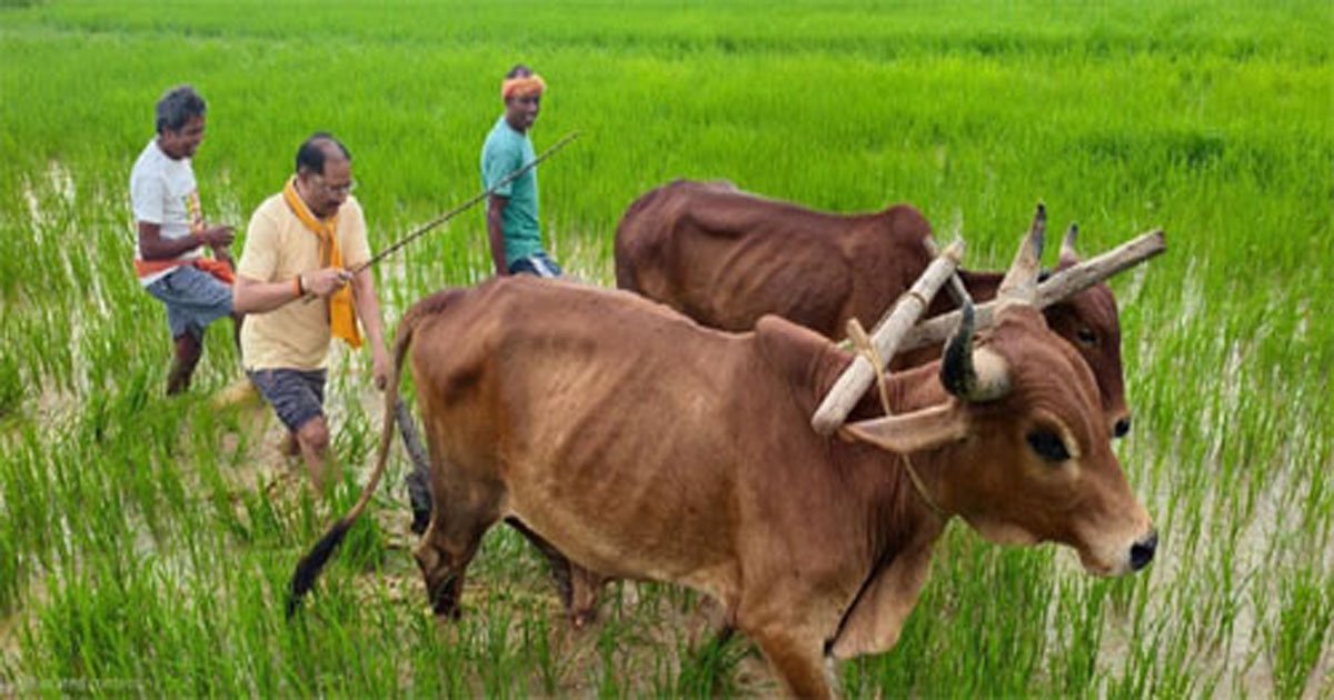 अपनी माटी और खेती-किसानी से मुख्यमंत्री साय का आत्मीय जुड़ाव, गृहग्राम बगिया में सुबह-सुबह खेत पहुंचे, बैलों के साथ हल चलाकर की बियासी