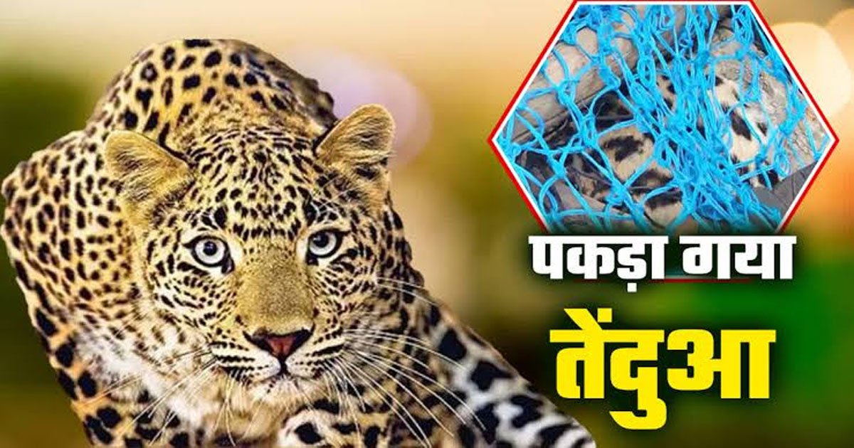 Breaking: गरियाबंद में पिंजरे में कैद हुआ तेंदुआ, महीनों से फैली दहशत का हुआ अंत