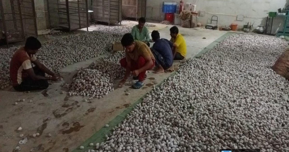 वनांचल में रेशम की चमक, नारायणपुर में टसर योजना से संवर रही ग्रामीणों की तकदीर…..